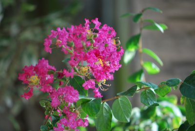 Lagerstroemia indica - pukol indický
